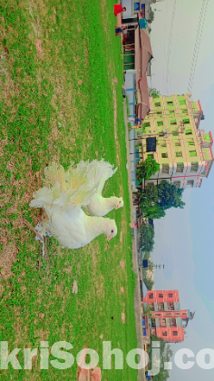লক্ষা বা ফেন্সি জাতের কবুতর